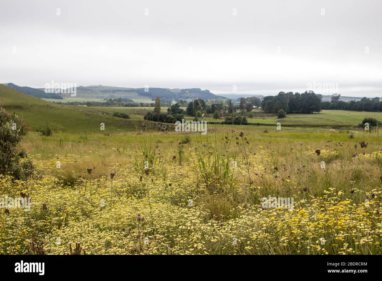 Paysage du Drakensberg du Sud, Afrique du Sud, avec un sauvage jaune au premier plan Banque D'Images