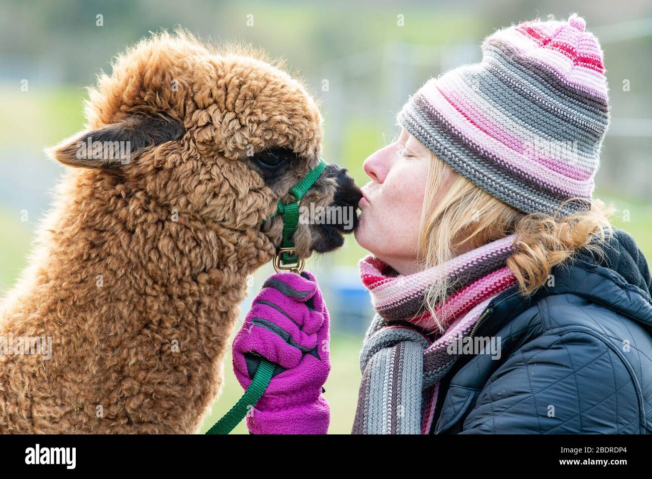 Bobcat Alpaga's, Bonaly, propriétaire Cath Crosby avec Carmelle (8 mois) Banque D'Images