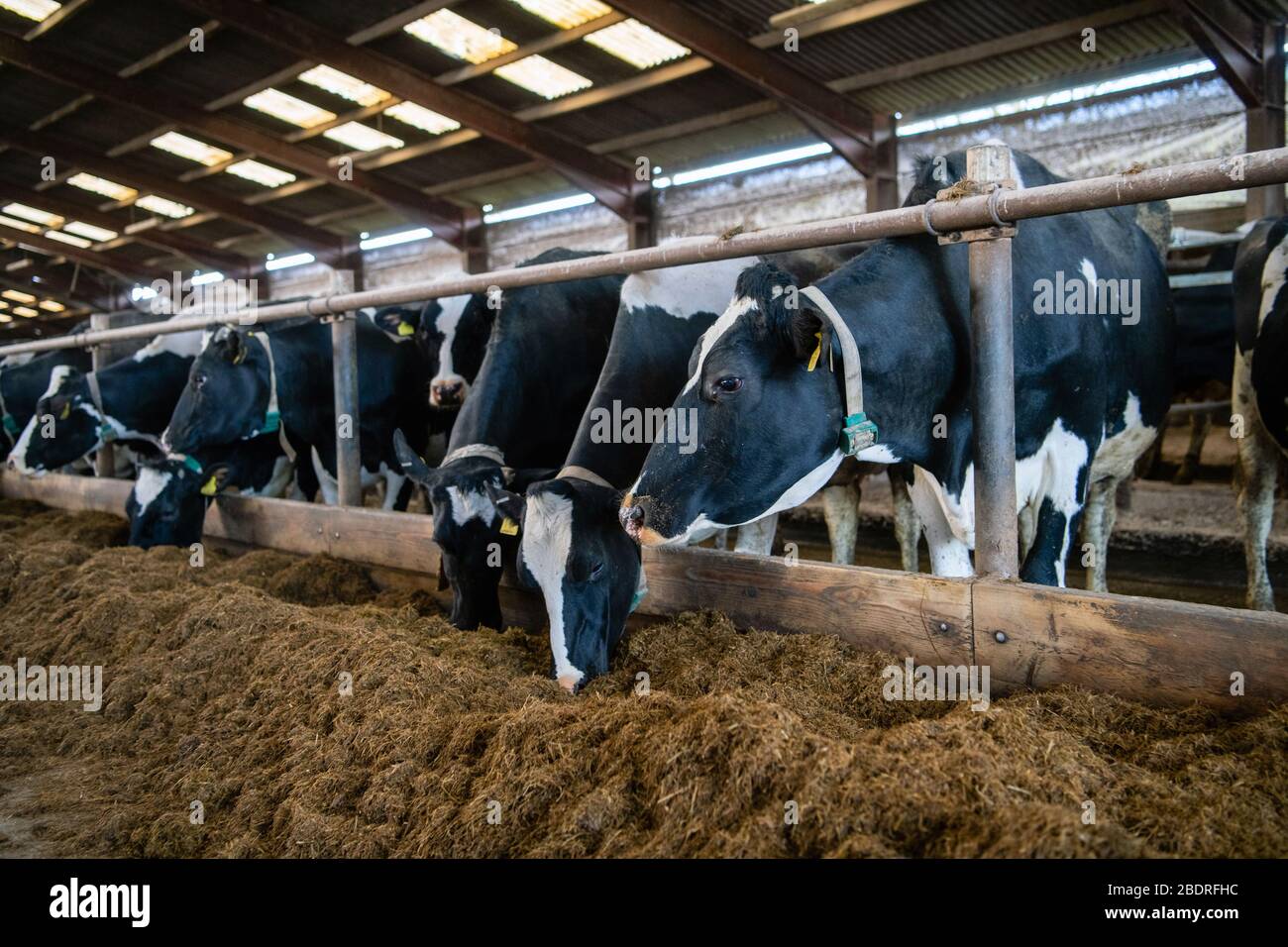 Alerte vache, la ferme de Campbells/Cuil Banque D'Images