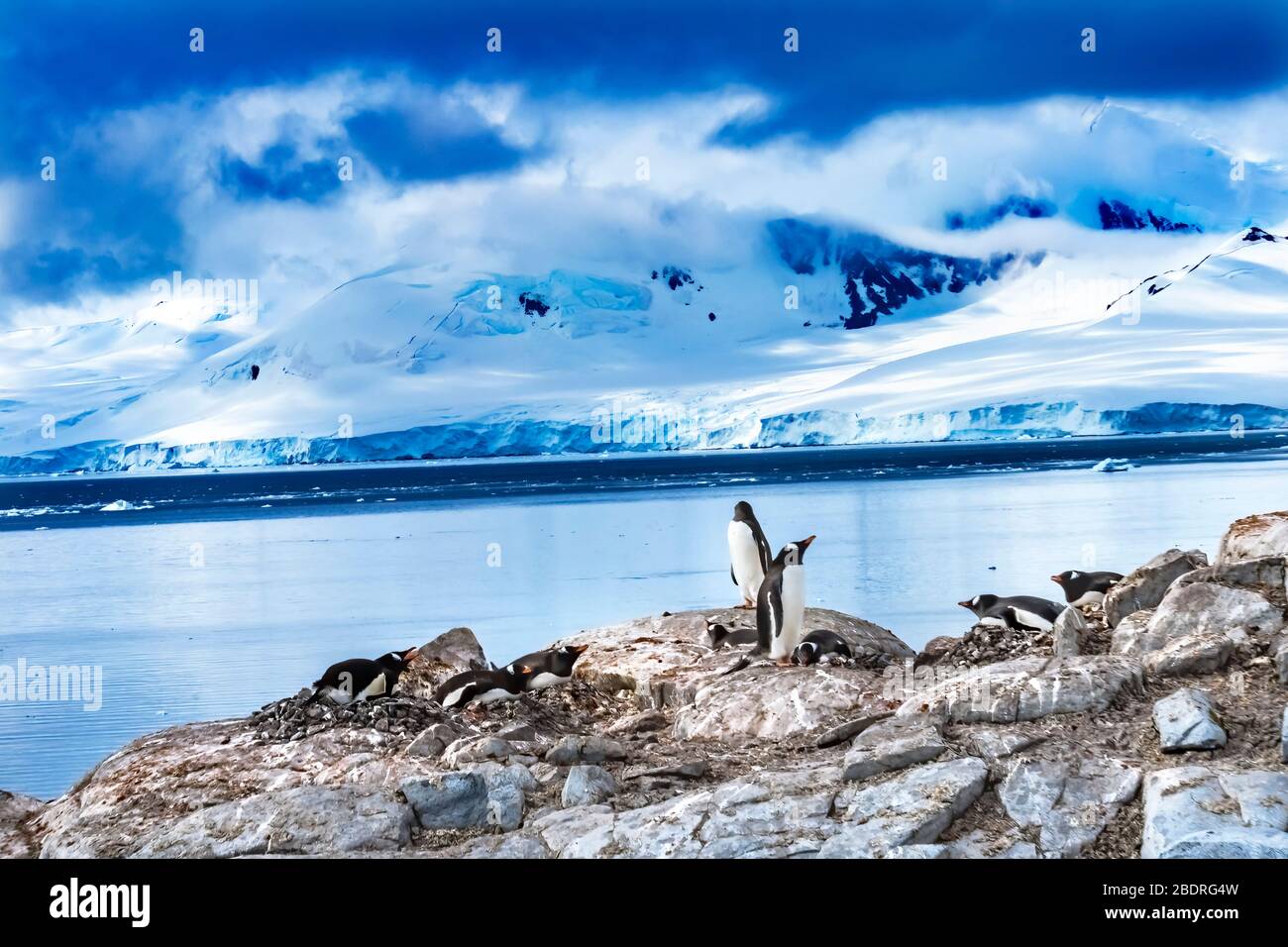 Gentoo Penguins Rookery Snow Mountains Bay Damoy point Antarctique Peninsula Antarctique. Banque D'Images