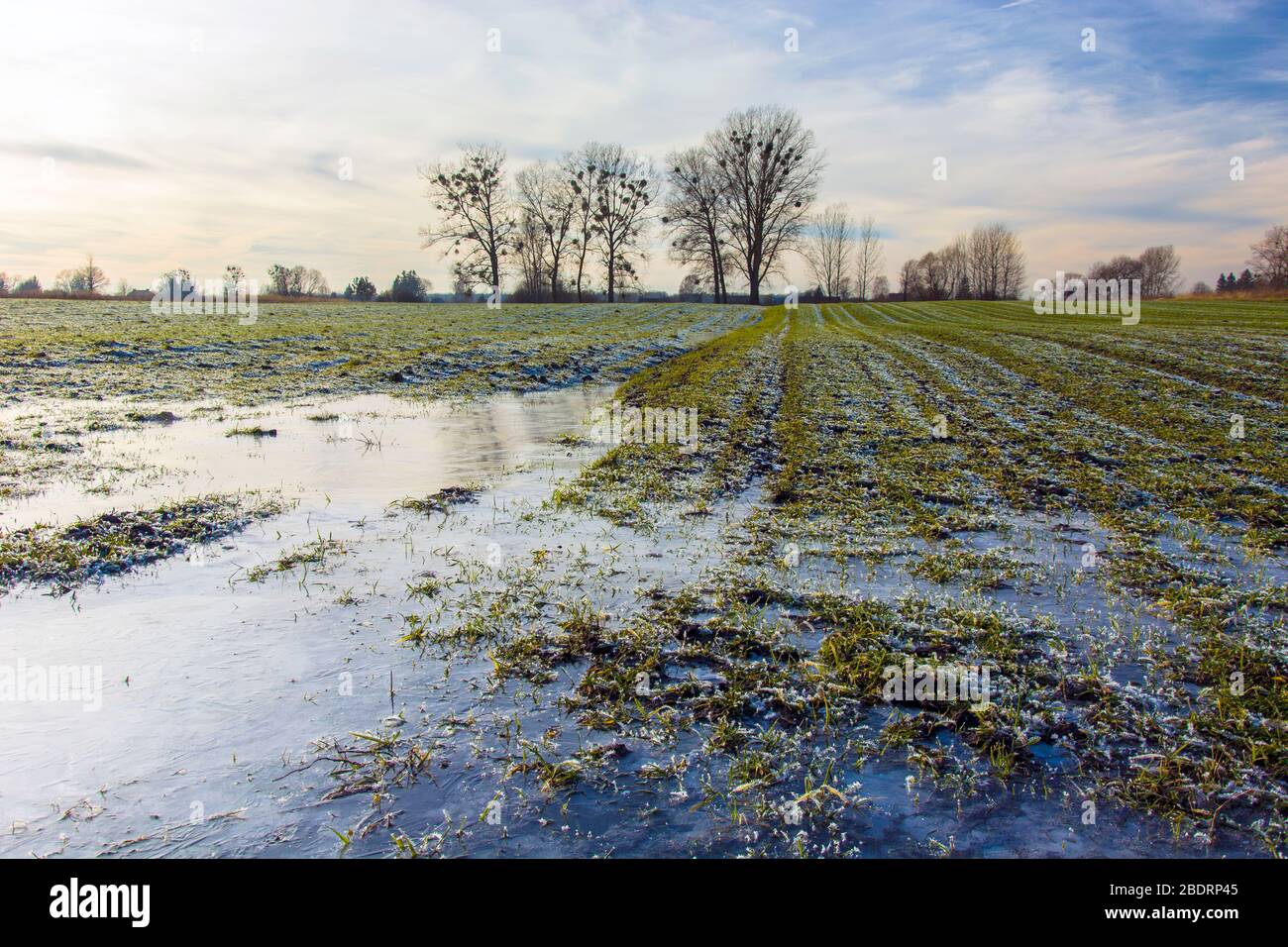 Eau gelée dans un champ de céréales vertes, arbres à l'horizon, soirée d'hiver Banque D'Images