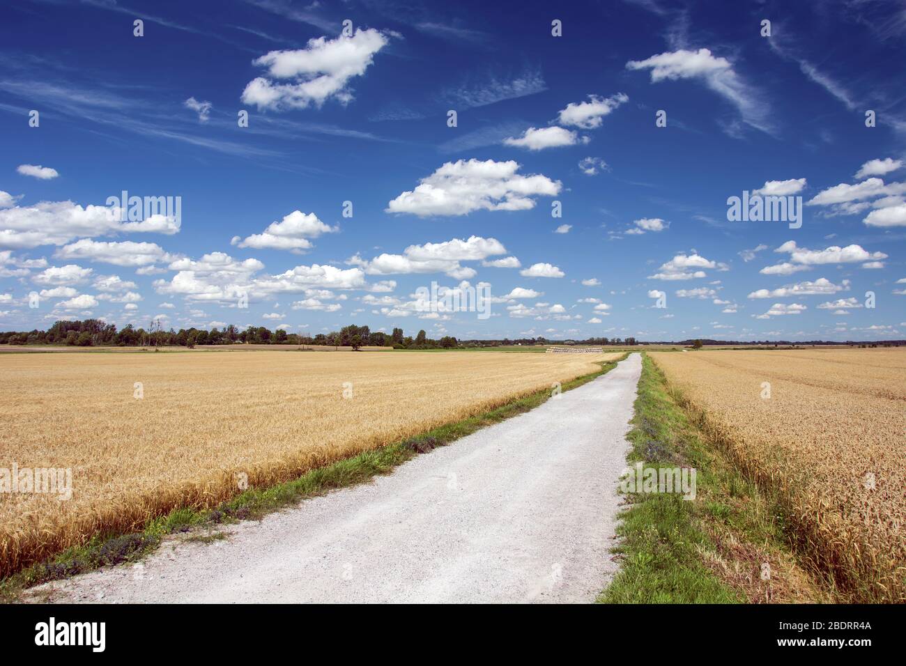 Une route de gravier à travers les champs avec grain, horizon et nuages blancs sur un ciel bleu, vue d'été Banque D'Images