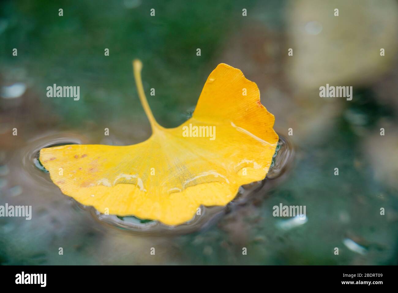 Sur la surface du ginkgo biloba Banque D'Images