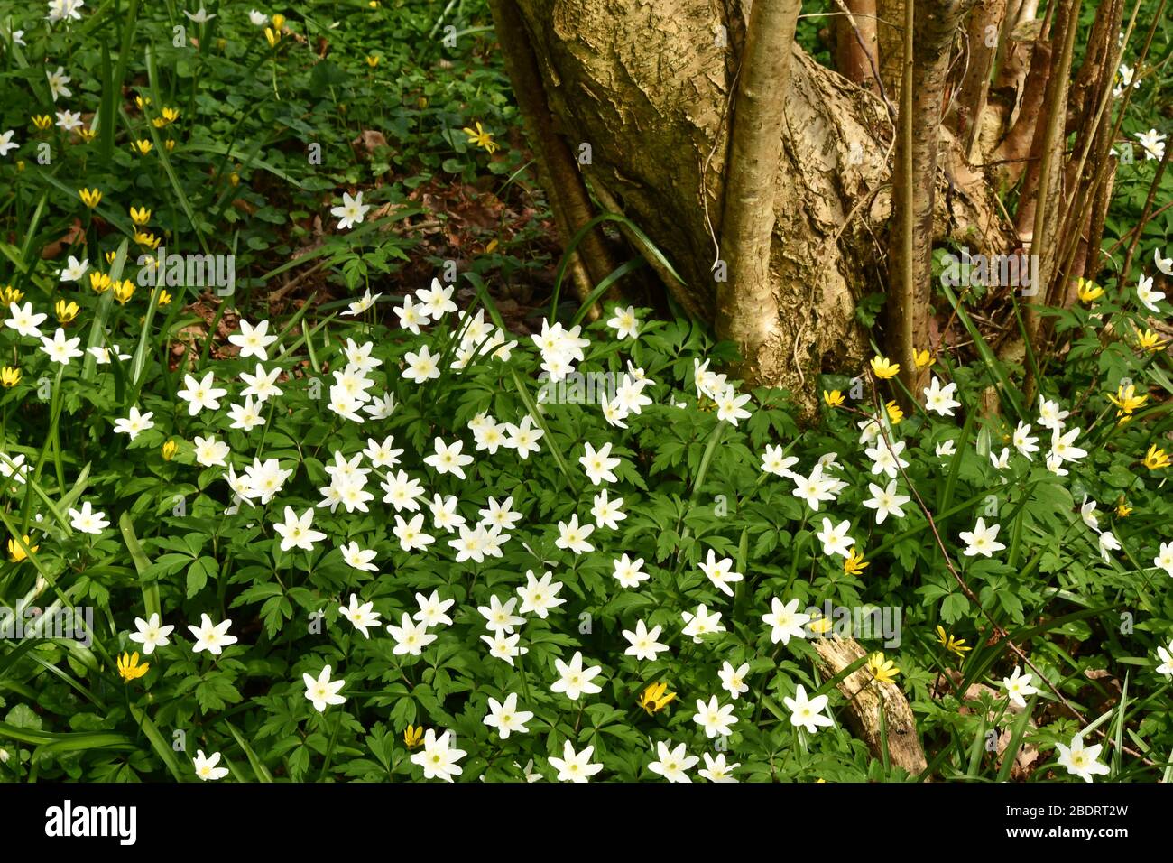 Bois Anemone 'Anemone nemorosa' et Lesser Celandine 'Ranunculus ficaria' tapis le sol du bois autour d'un vieux arbre de Hazel en coppique 'Corylus avel Banque D'Images