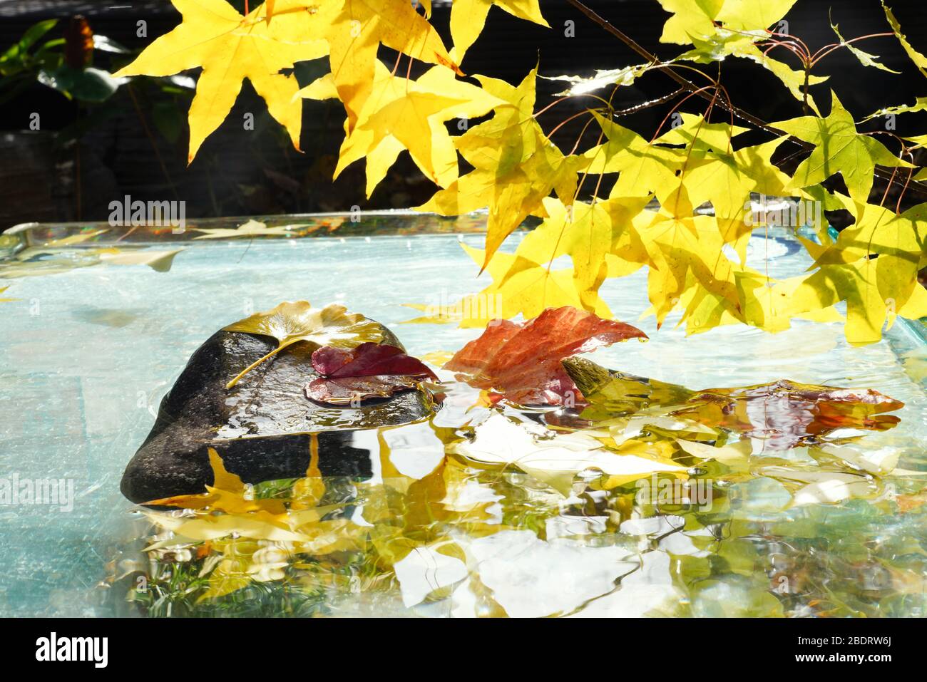 Les feuilles rouges dans l'eau des feuilles d'érable ginkgo biloba Banque D'Images