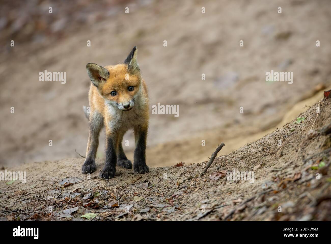 Renard rouge mignon debout près du terrier caché dans la pente d'une forêt de printemps Banque D'Images
