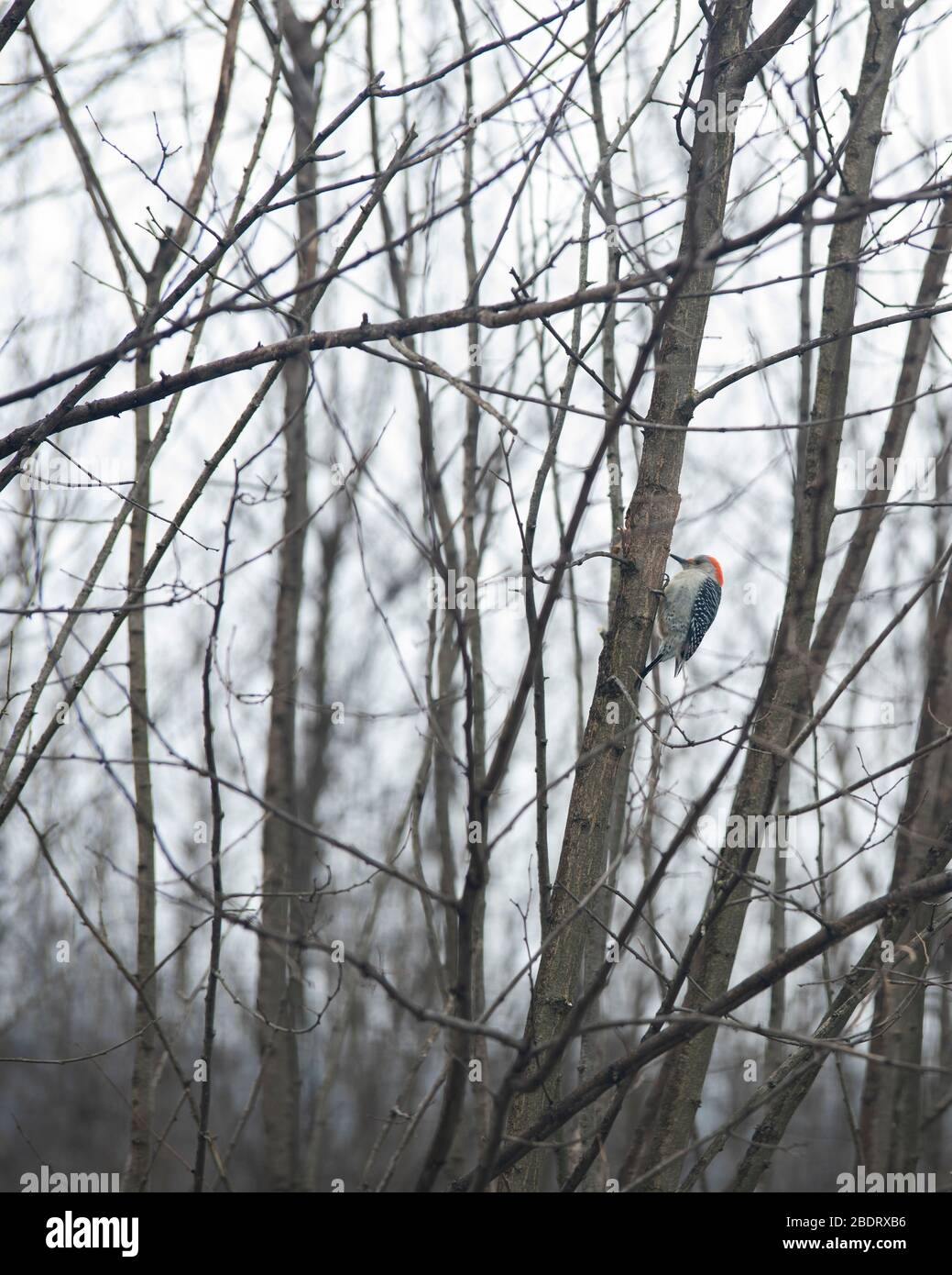 Pic à tête rouge à ventre rouge sur le côté d'un arbre. Semble être un homme. Banque D'Images