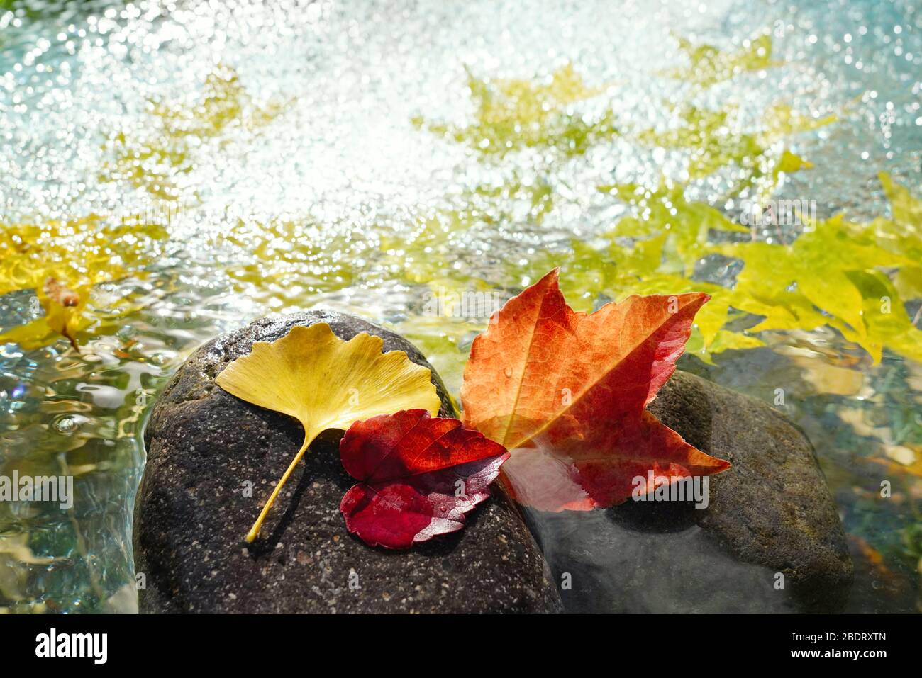 Les feuilles rouges dans l'eau des feuilles d'érable ginkgo biloba Banque D'Images