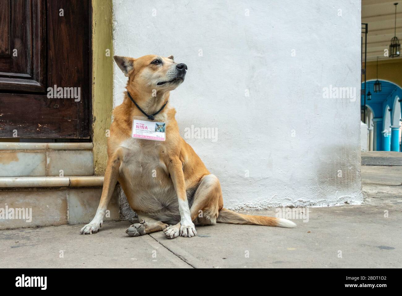 Un chien appelé Nina dans les rues de la Havane, portant une étiquette officielle d'identification du gouvernement sur son col disant « ne me maltraiter ». Cuba Banque D'Images