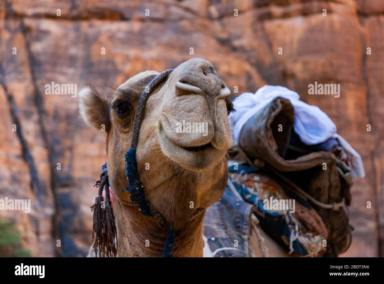 Chameau de l'oasis de Guelte d'Archei au Tchad. Gros plan sur la tête. Mise au point sélective. Banque D'Images