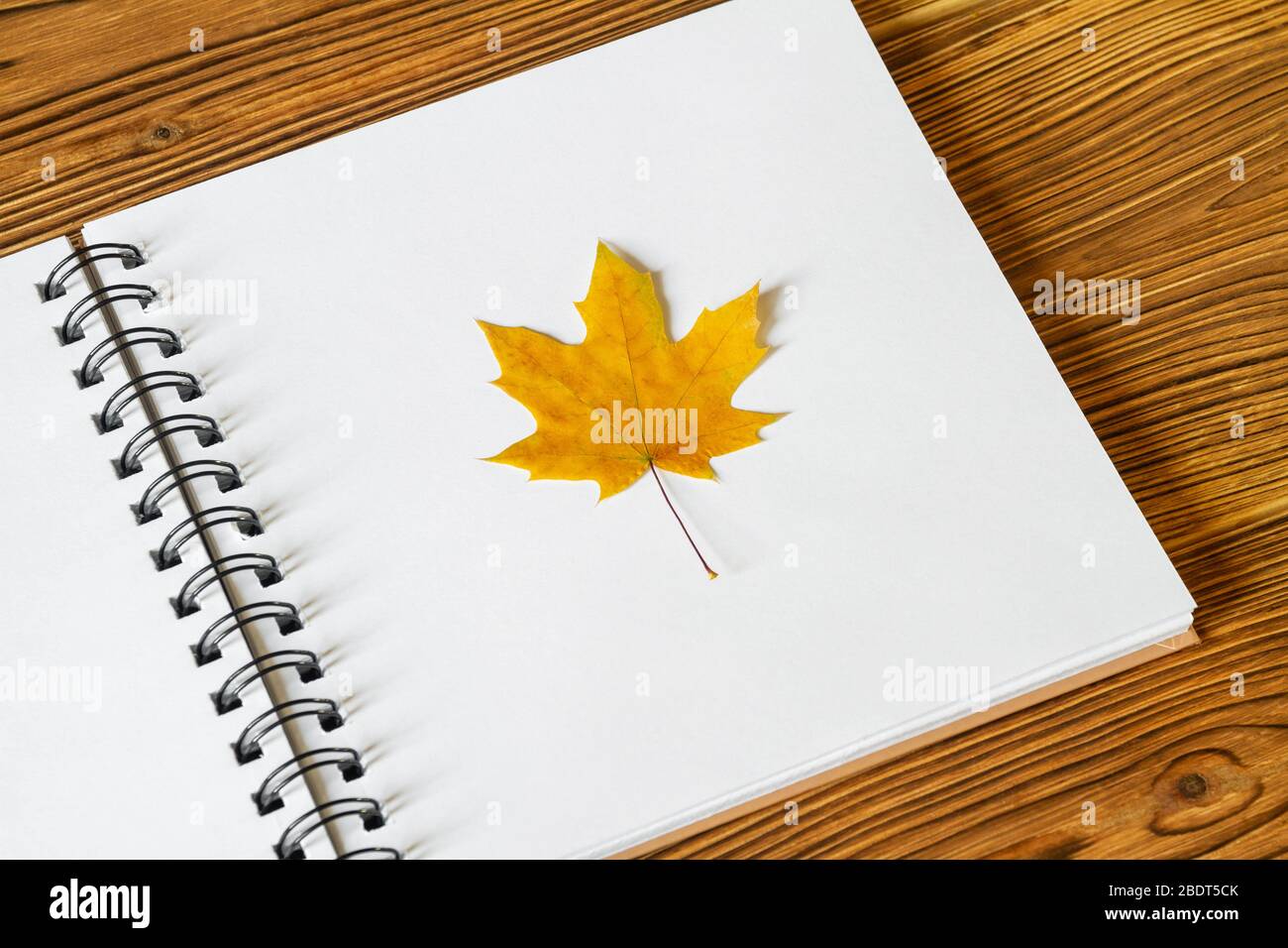 Feuille pressée et séchée. Herbier de la feuille d'érable sur les feuilles d'album blanches sur fond en bois. Gros plan, mise au point sélective Banque D'Images