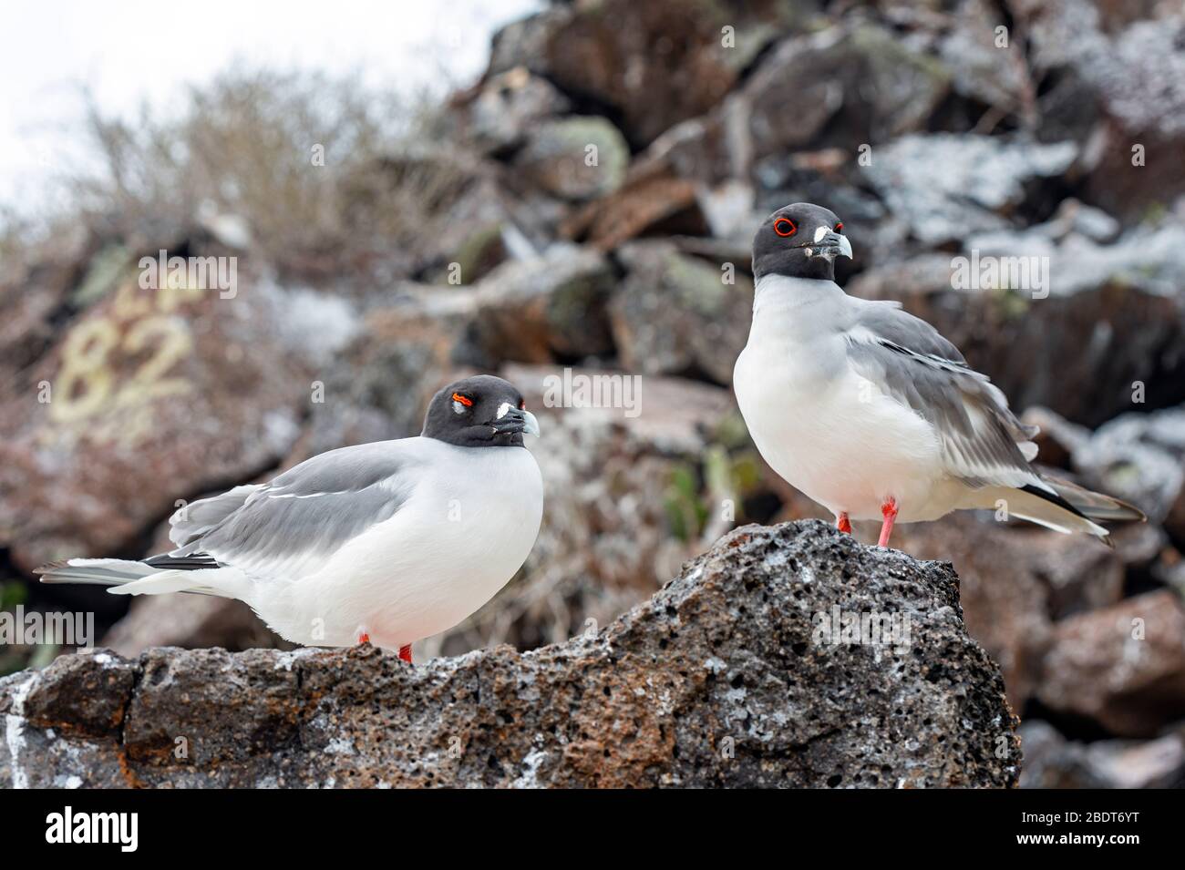 Un couple de Goéland à queue de Swallow (Creagrus furcatus) qui sont les seuls goélands au monde avec vision nocturne, l'île de Genovesa, le parc national de Galapagos. Banque D'Images
