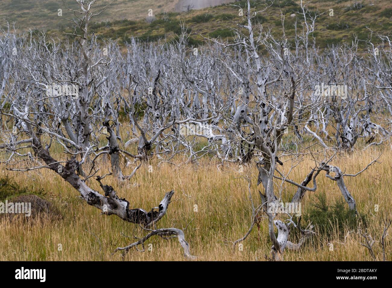 Arbres morts dans le parc national de Torres del Paine, Patagonie, Chili Banque D'Images