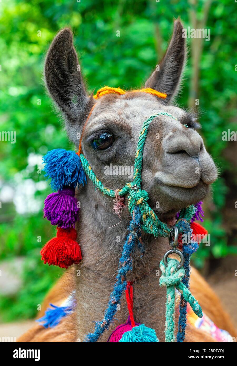 Portrait vertical d'un Llama (Lama Glama) avec décorations en Équateur. Banque D'Images