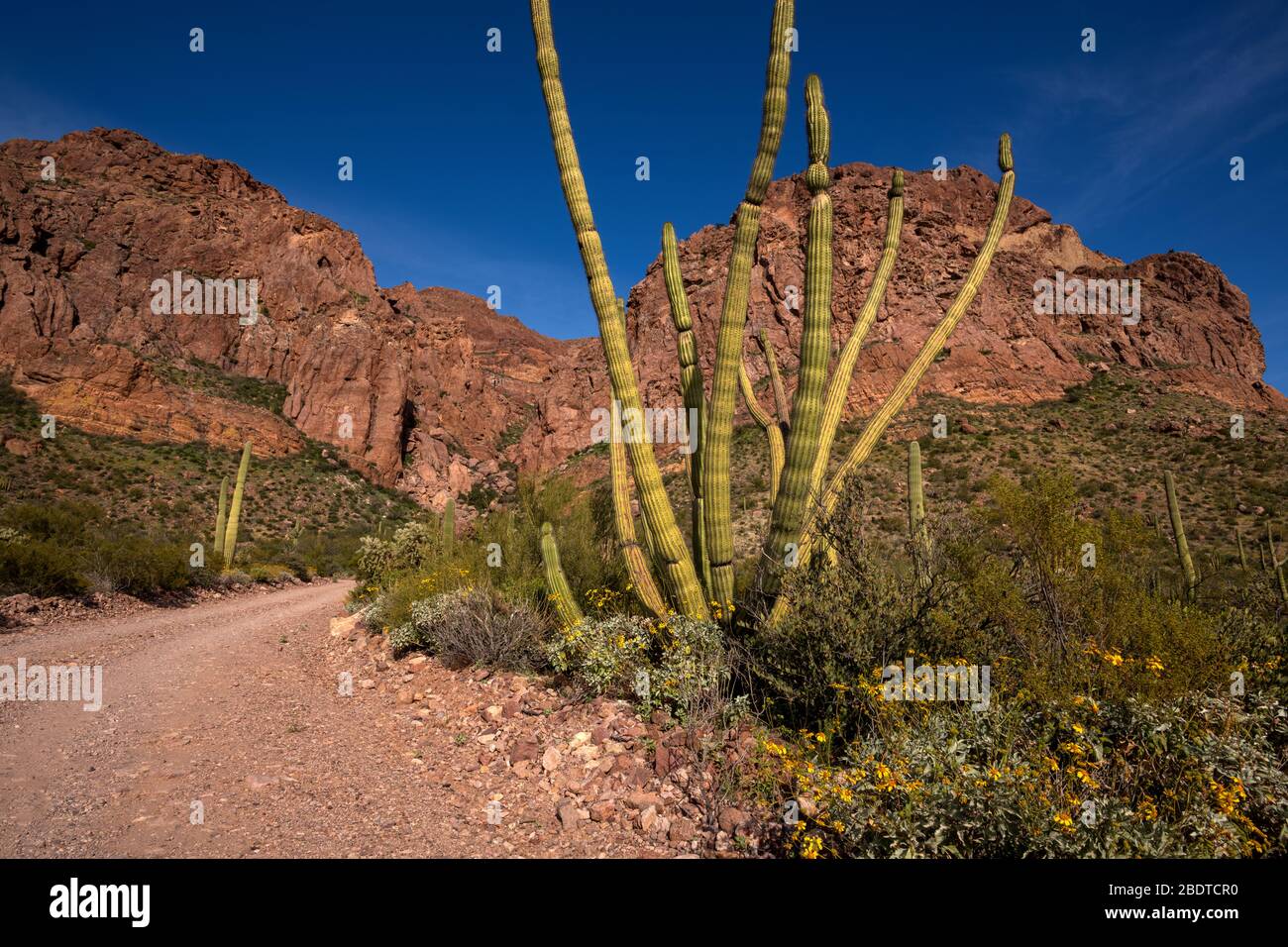 Les fleurs sauvages fleurissent le long de la promenade Ajo Mountain en mars dans le monument national du Cactus, le désert de Sonoran, Ajo, Arizona, États-Unis. Banque D'Images
