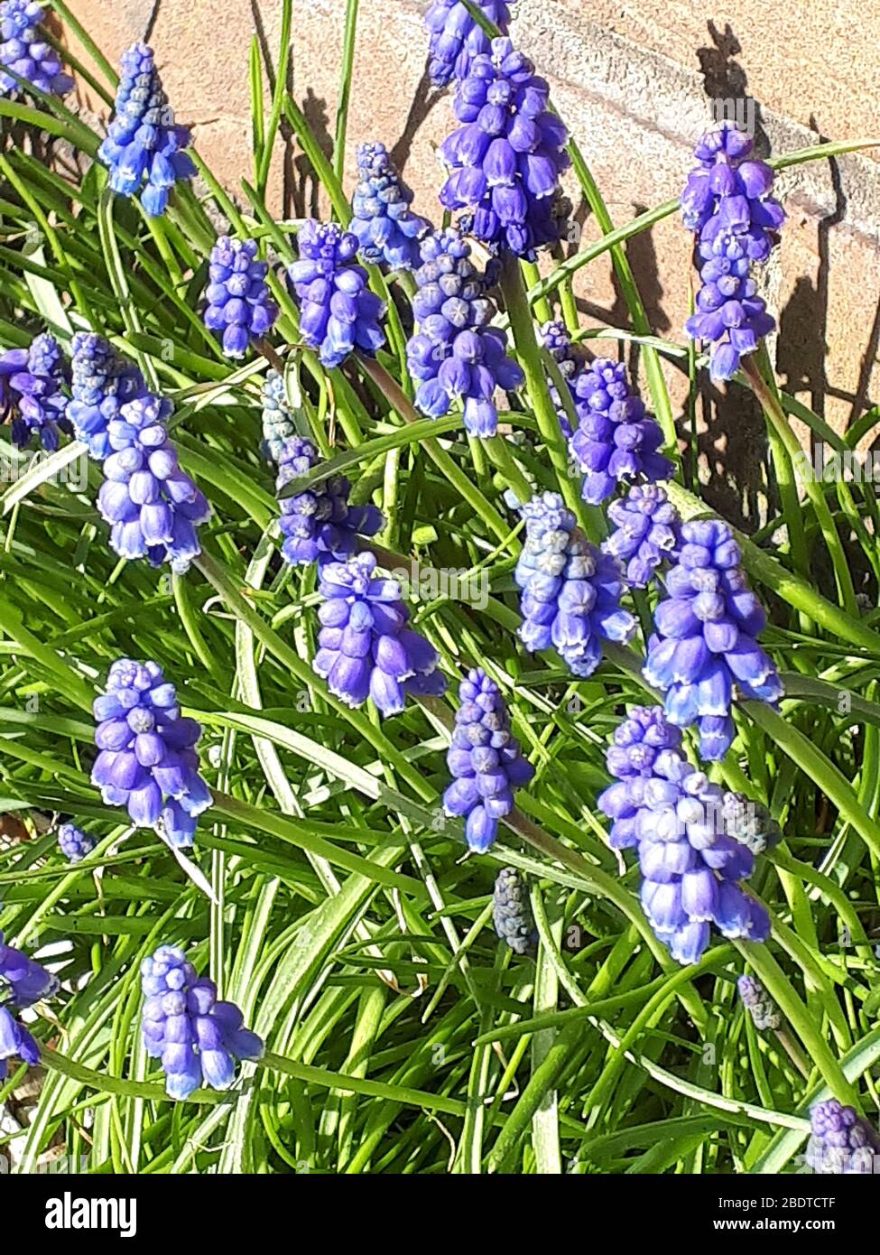 Muscari ou Grape jacinthe produisent des pics de fleurs denses, bleues et  en forme d'urne ressemblant à des grappes de raisins au printemps. Ils  forment de jolies colonies Photo Stock - Alamy