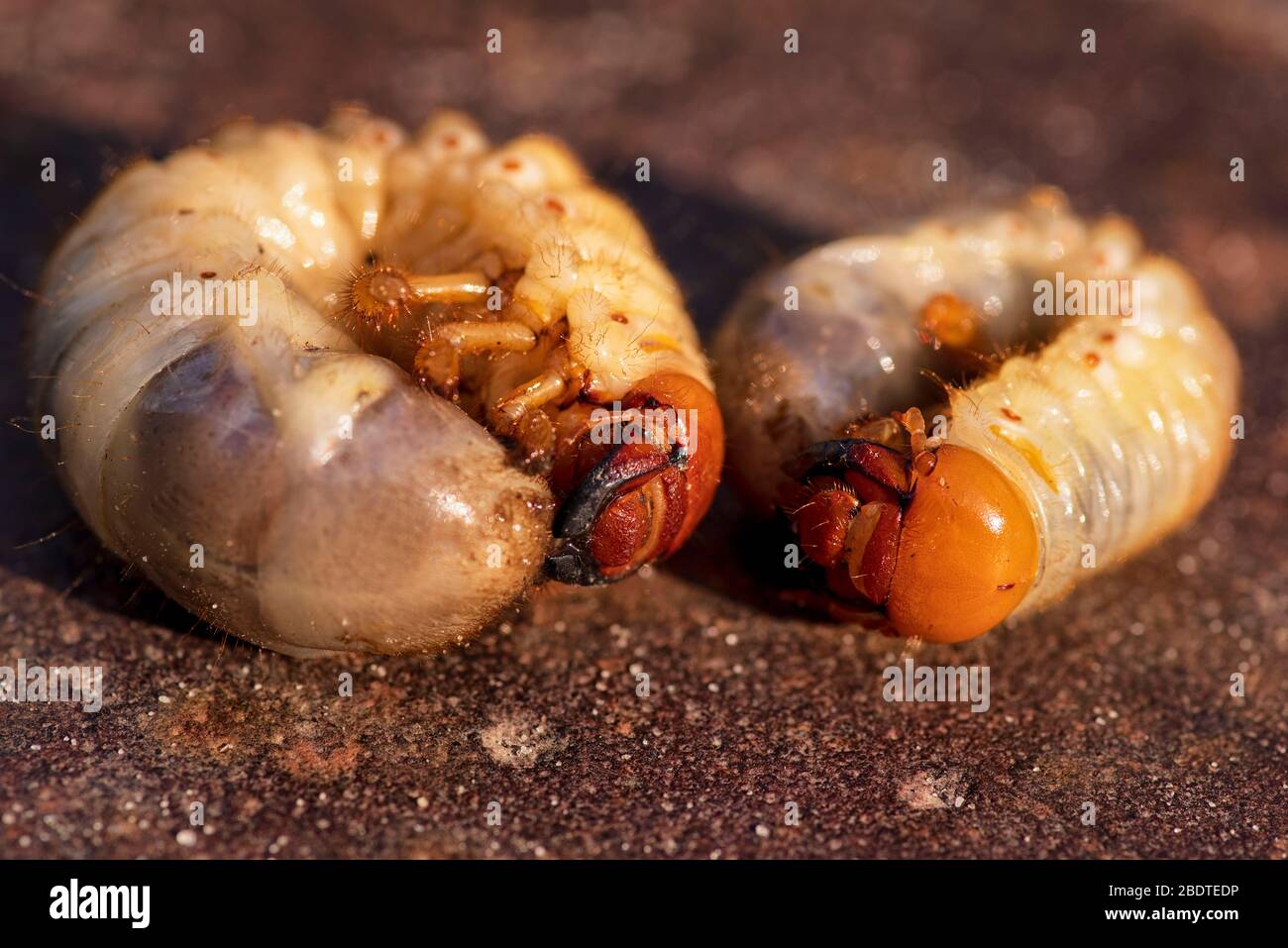 Parasites du sol, larve de dendroctone.deux larves d'un gros-vers. Larves d'un coléoptère du sol. Banque D'Images