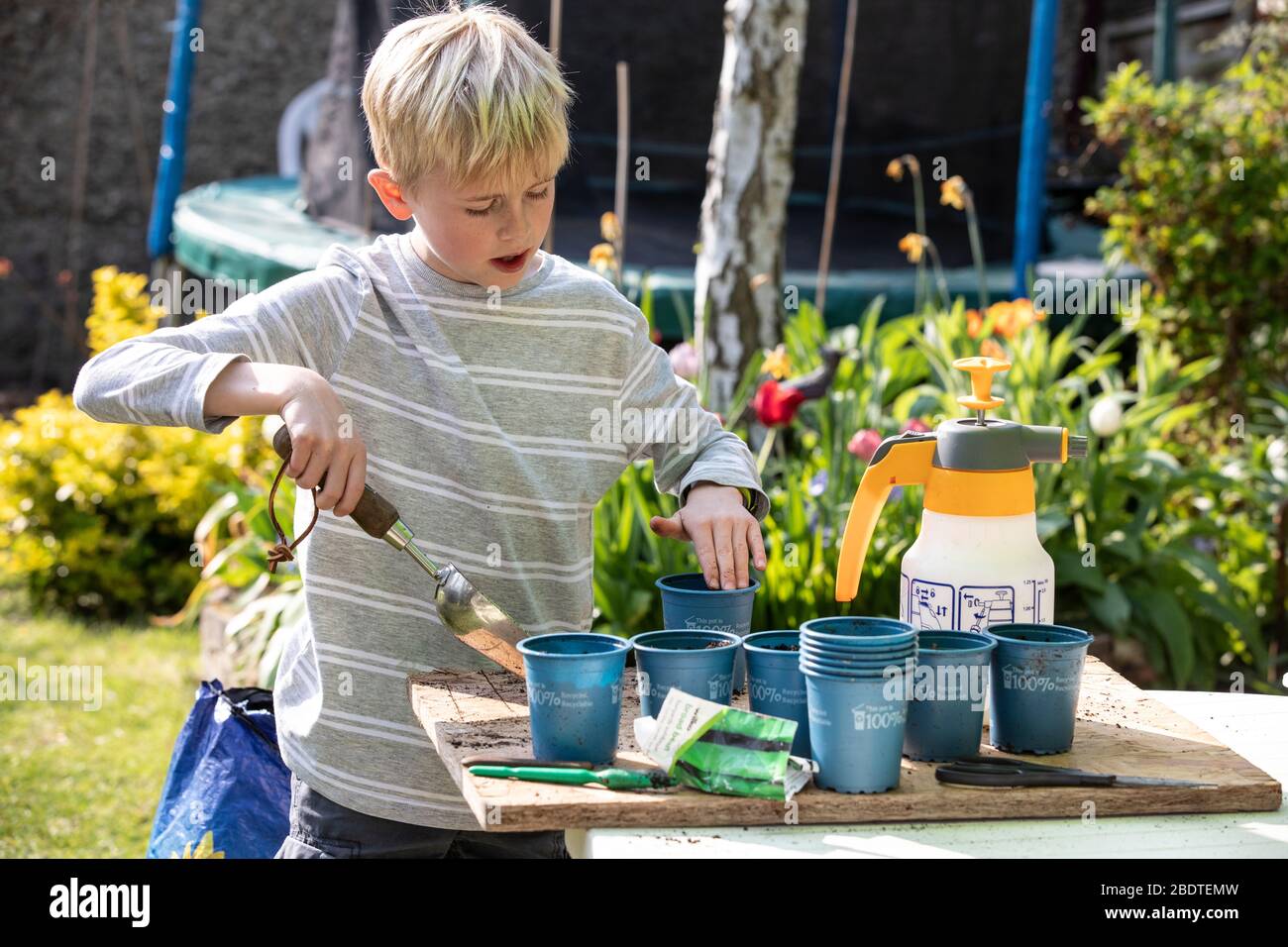 Un garçon de 9 ans qui empotait des plantes végétales dans son jardin arrière le printemps, Angleterre, Royaume-Uni Banque D'Images