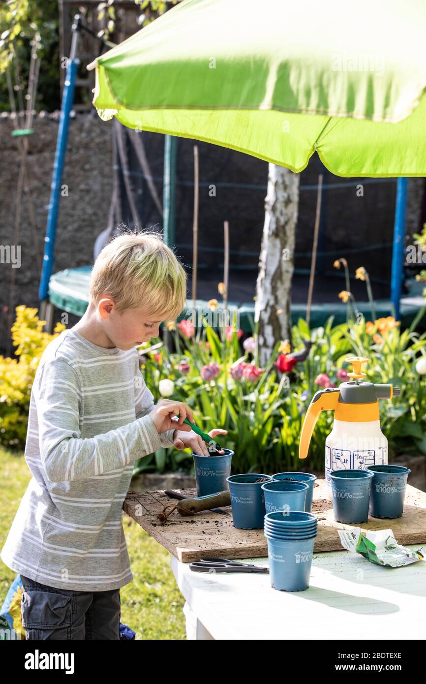 Un garçon de 9 ans qui empotait des plantes végétales dans son jardin arrière le printemps, Angleterre, Royaume-Uni Banque D'Images