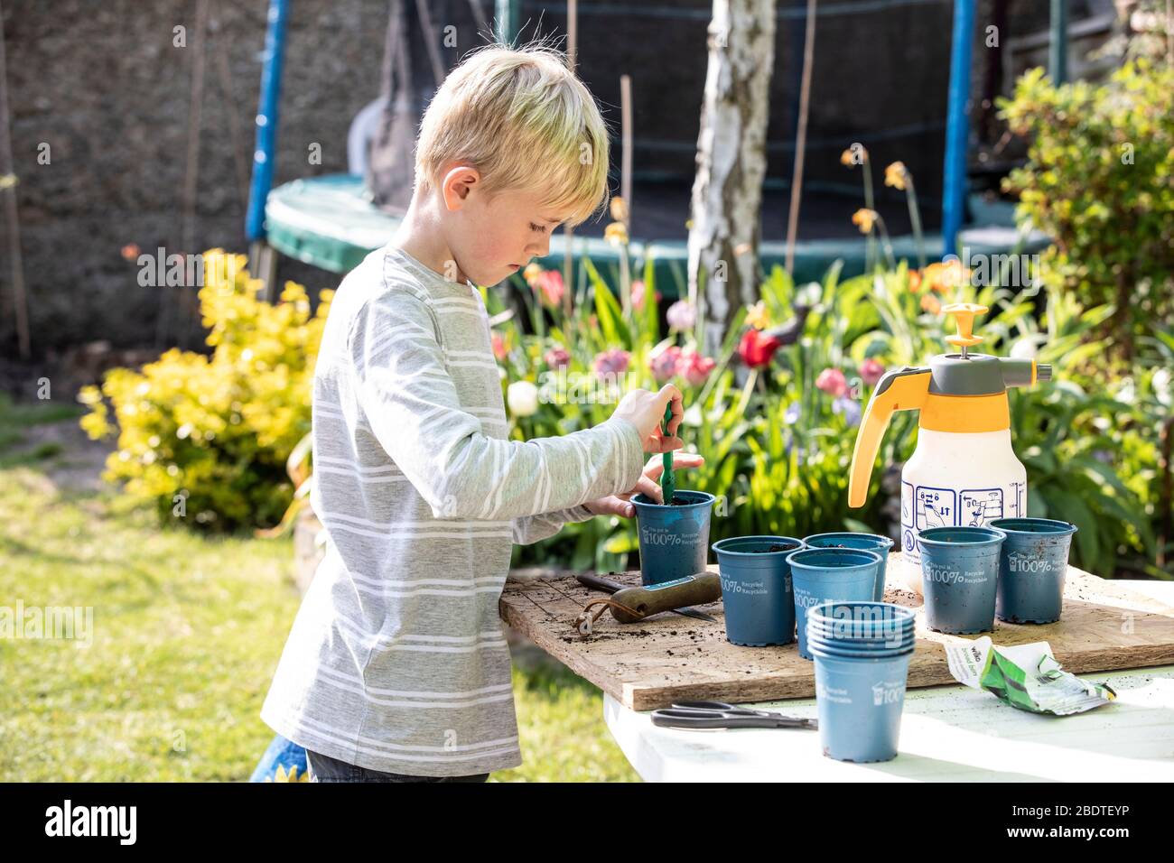 Un garçon de 9 ans qui empotait des plantes végétales dans son jardin arrière le printemps, Angleterre, Royaume-Uni Banque D'Images