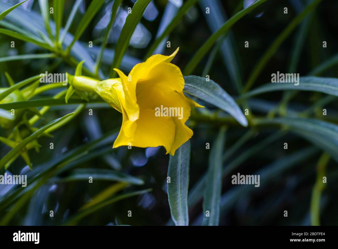 flor de campana morada Photo Stock - Alamy