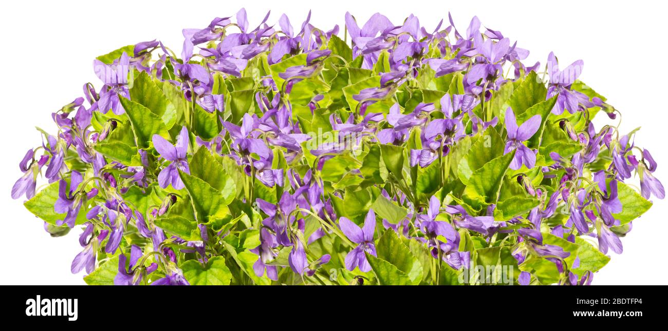 Bouquet de violettes violettes sur fond blanc Banque D'Images