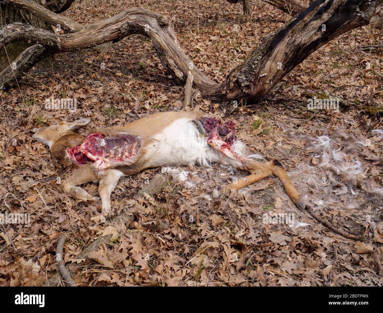 Carcasse d'un jeune cerf de Virginie, tué ou piégé par des coyotes. Remarque : gonflé à gauche. Banque D'Images