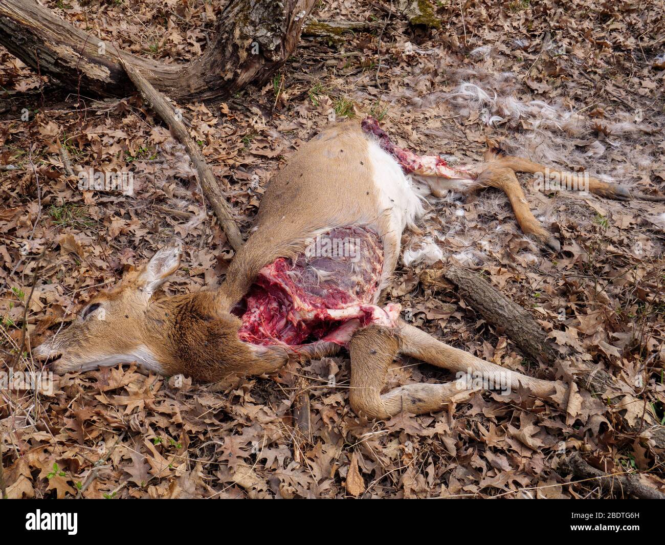 Carcasse d'un jeune cerf de Virginie, tué ou piégé par des coyotes. Remarque : gonflé à gauche. Banque D'Images