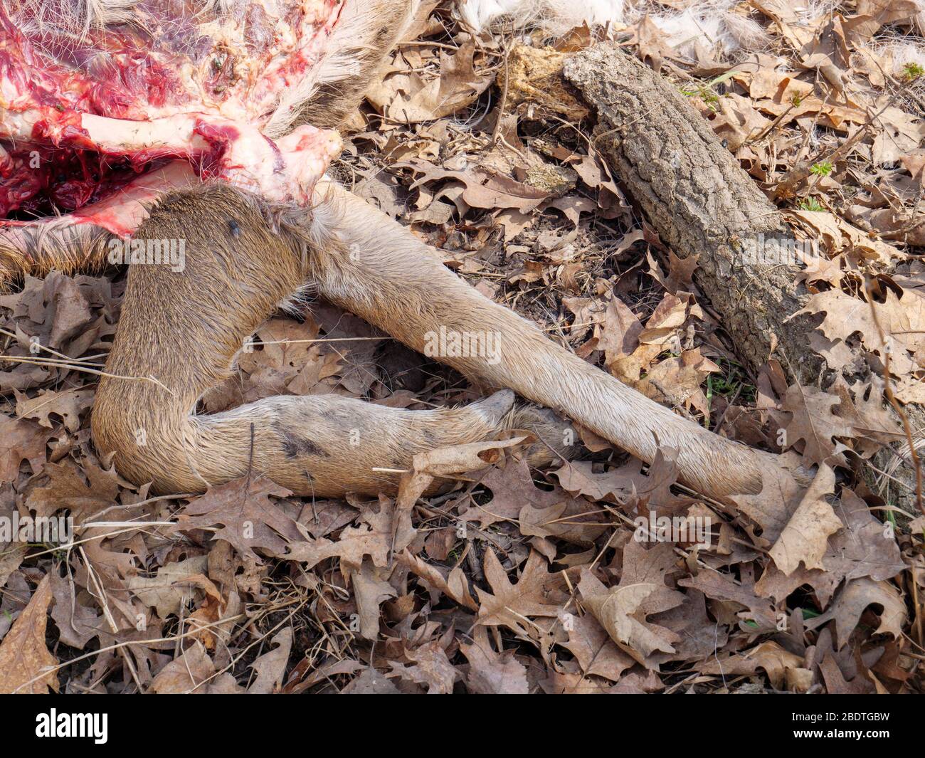 Carcasse d'un jeune cerf de Virginie, tué ou piégé par des coyotes. Remarque : gonflé à gauche. Banque D'Images