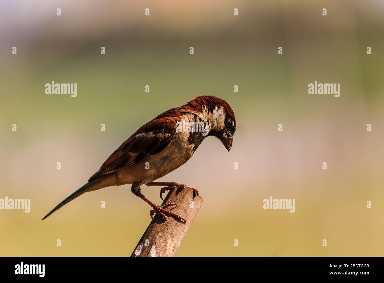 Oiseau au Laos avec fond flou Banque D'Images