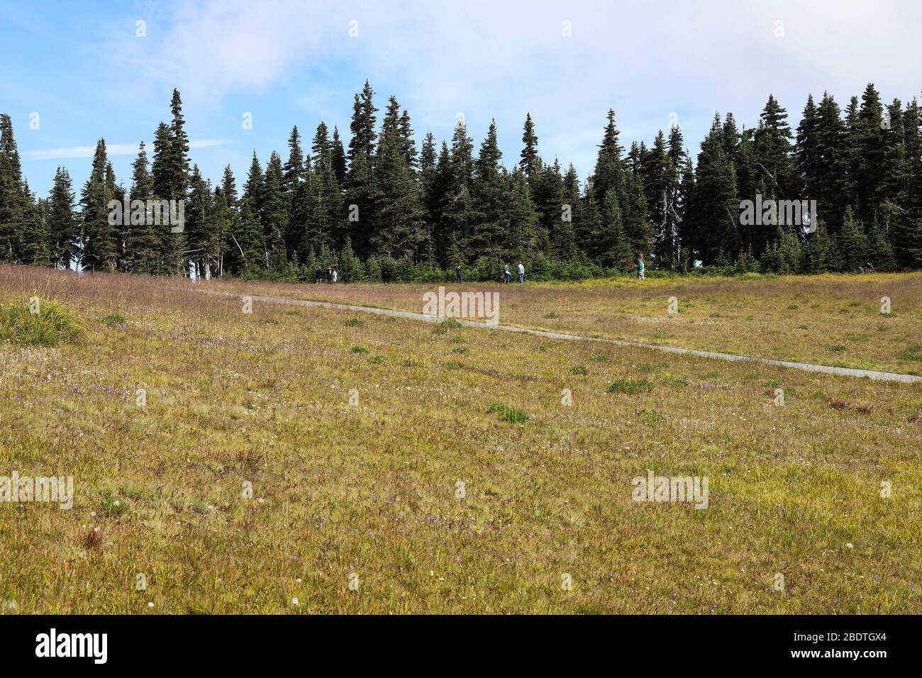 Vue panoramique sur Meadow et Forest depuis le sentier de randonnée sur Hurricane Ridge Banque D'Images