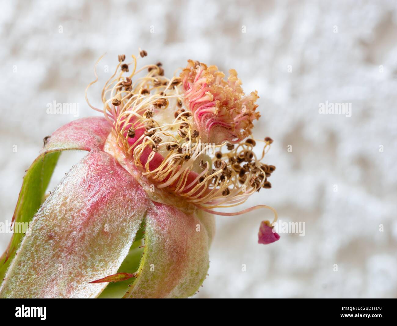 Détails anatomiques d'une fleur isolée de rose sans pétales Banque D'Images