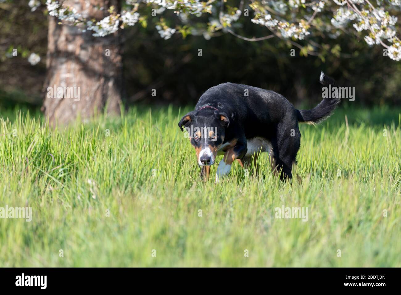 Chasse de chien noir dans un pré. Appenzeller Sennenhund Banque D'Images