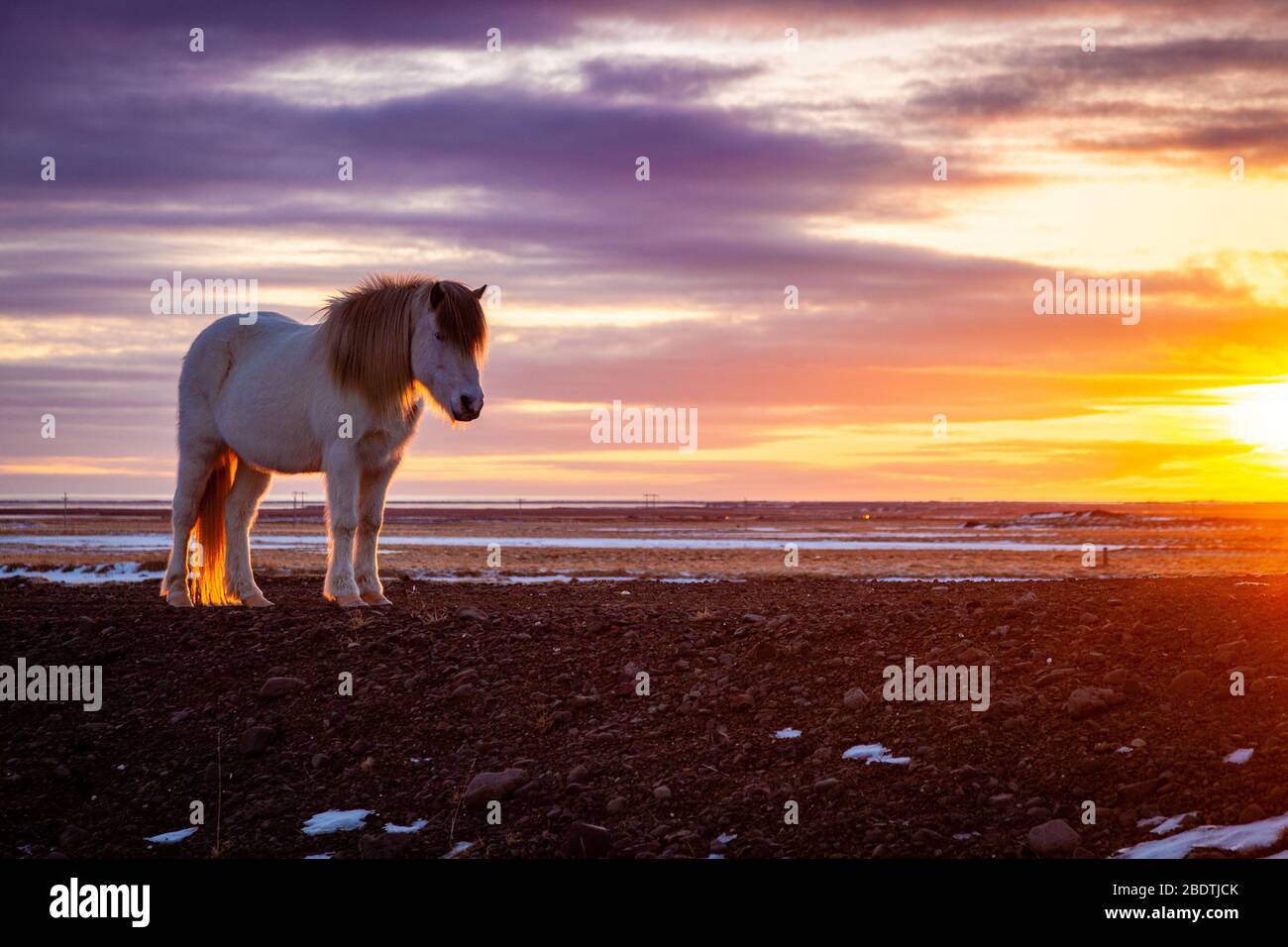 Cheval islandais (Equus ferus cavallus) au coucher du soleil dans le paysage islandais, Islande Banque D'Images