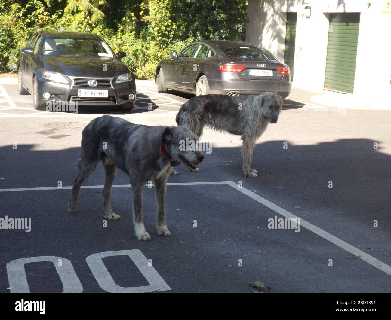 M. Higgins et sa fille Miss Molly, 2 Irlandais Wolfhounds à Ballyseede Castle Hotel, Tralee, Comté de Kerry, Irlande. Banque D'Images