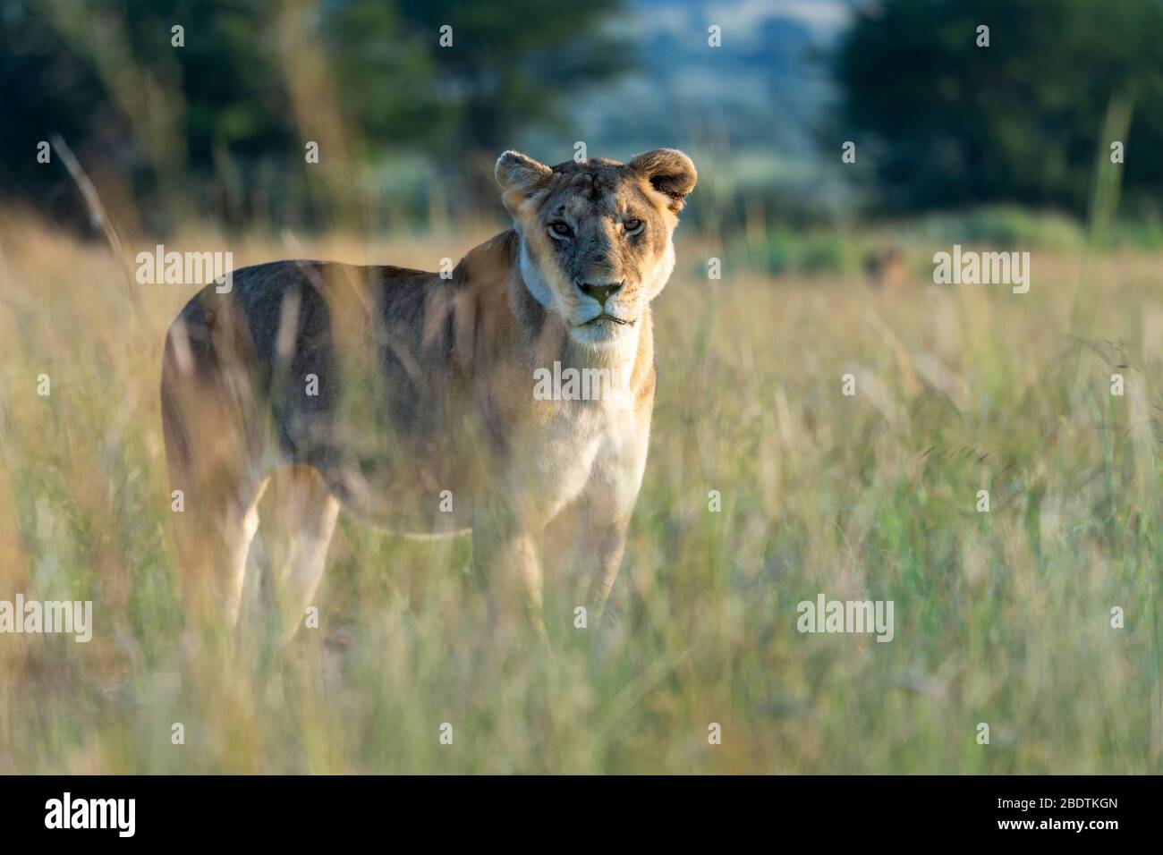 une lionne se tient dans la grande herbe et nous regarde Banque D'Images