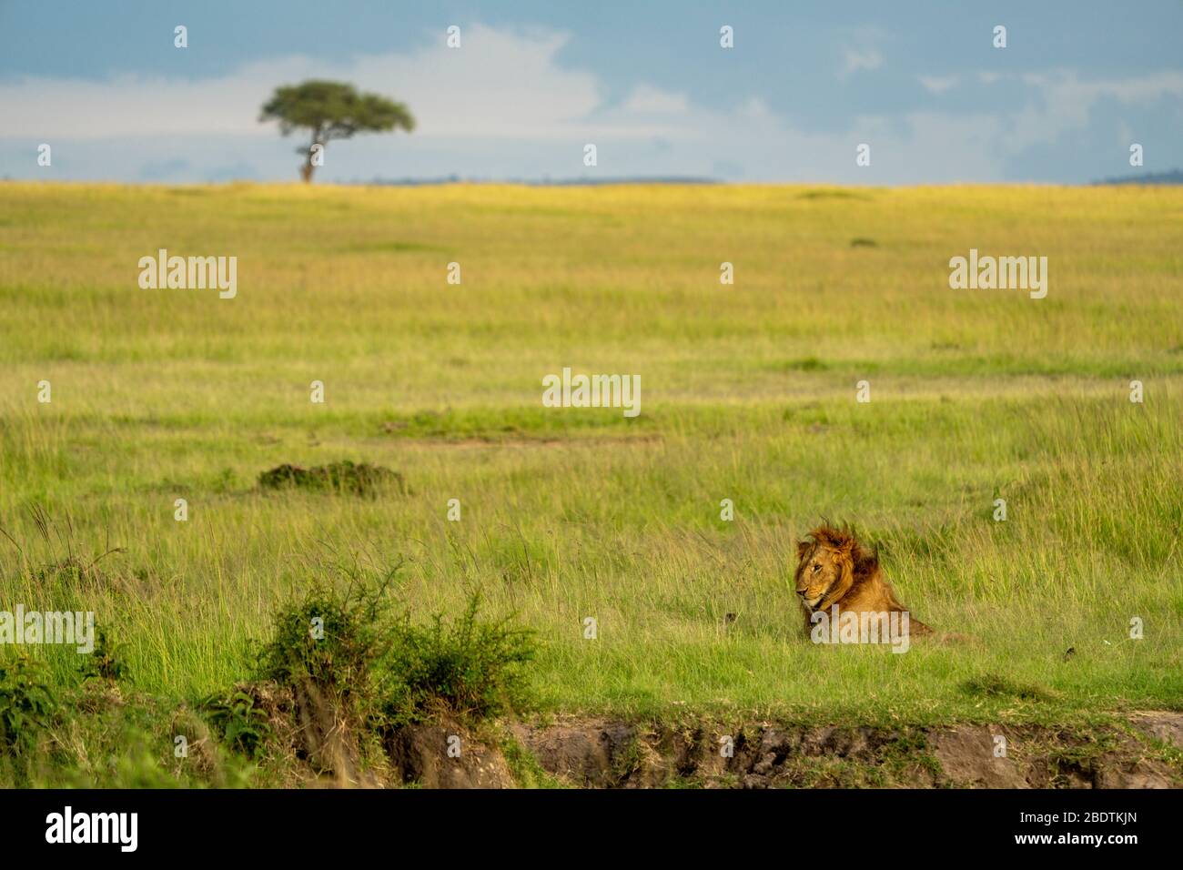 un lion mâle repose dans l'herbe de la savane Banque D'Images