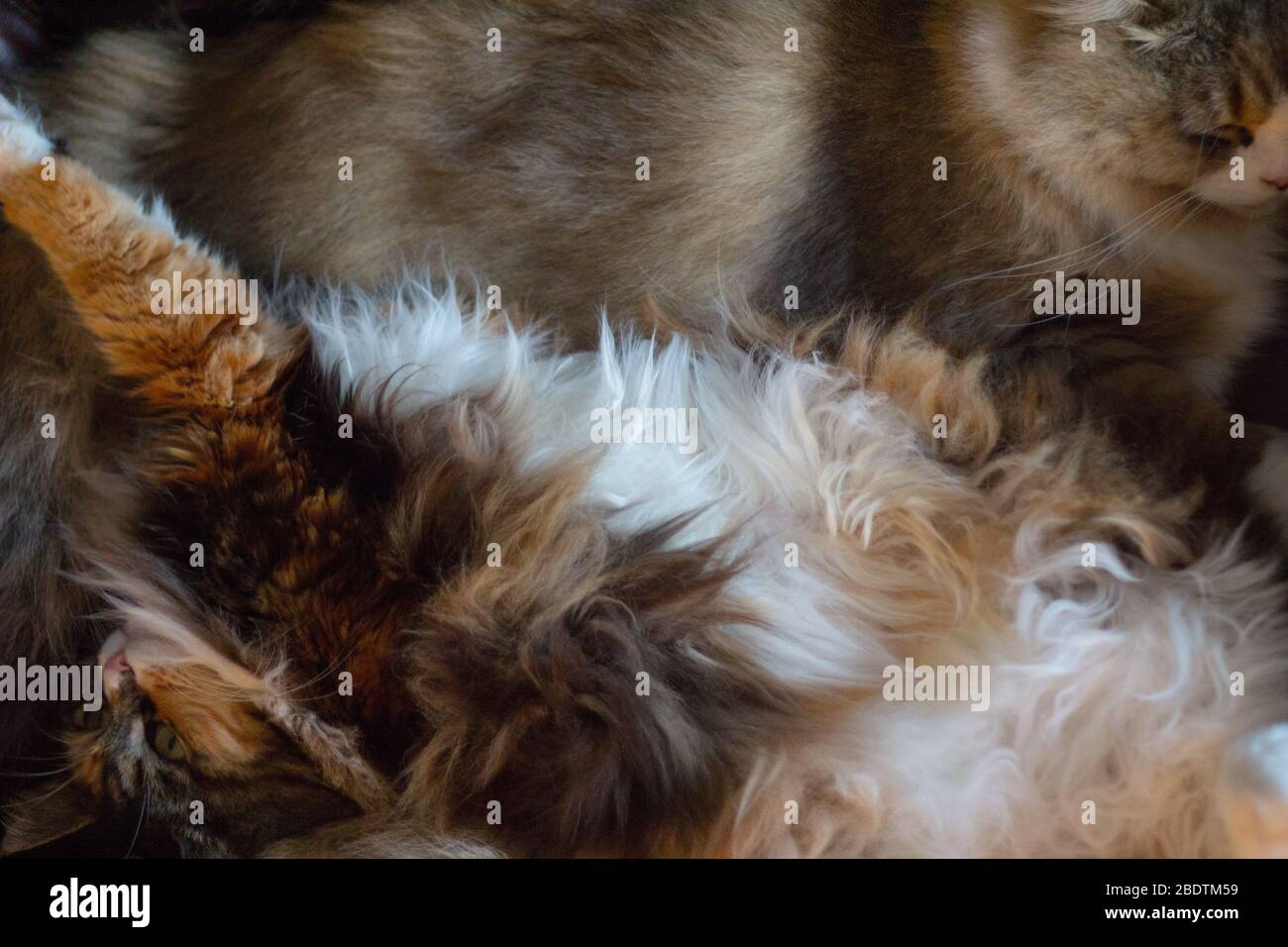 Les Chats Ragamuffin Et Maine Coon Se Reposent Photo Stock Alamy