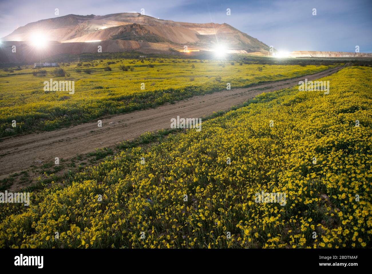 Un désert en pleine fleur sauvage après les récentes pluies dans le Cali Banque D'Images