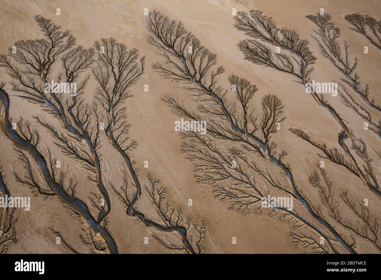 L'érosion coupe l'arbre Fratcal qui regarde des motifs dans un lit de lac sec i Banque D'Images