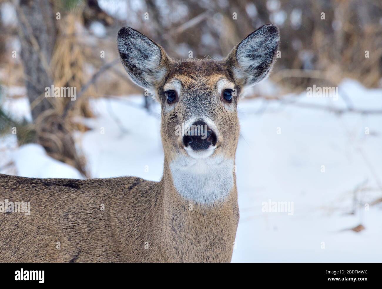 Portrait d'hiver rapproché d'un cerf de Virginie 'Odocoileus virginianus', regardant la caméra dans les régions rurales de l'Alberta Canada Banque D'Images