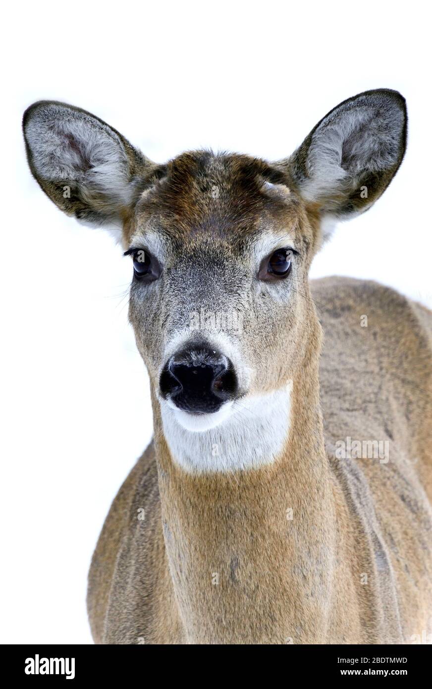 Portrait vertical d'un cerf de Virginie mâle ' Odocoileus virginianus', sans bois d'antichambre dans les régions rurales de l'Alberta Canada. Banque D'Images