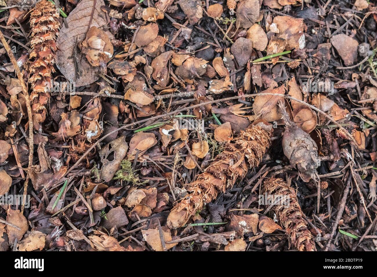 Les manteaux de graines jetés et les cônes de sapin de Douglas, à moitié consommés, laissés par un écureuil rouge, se trouvent dans un milieu pidé sur le sol de la forêt. Banque D'Images