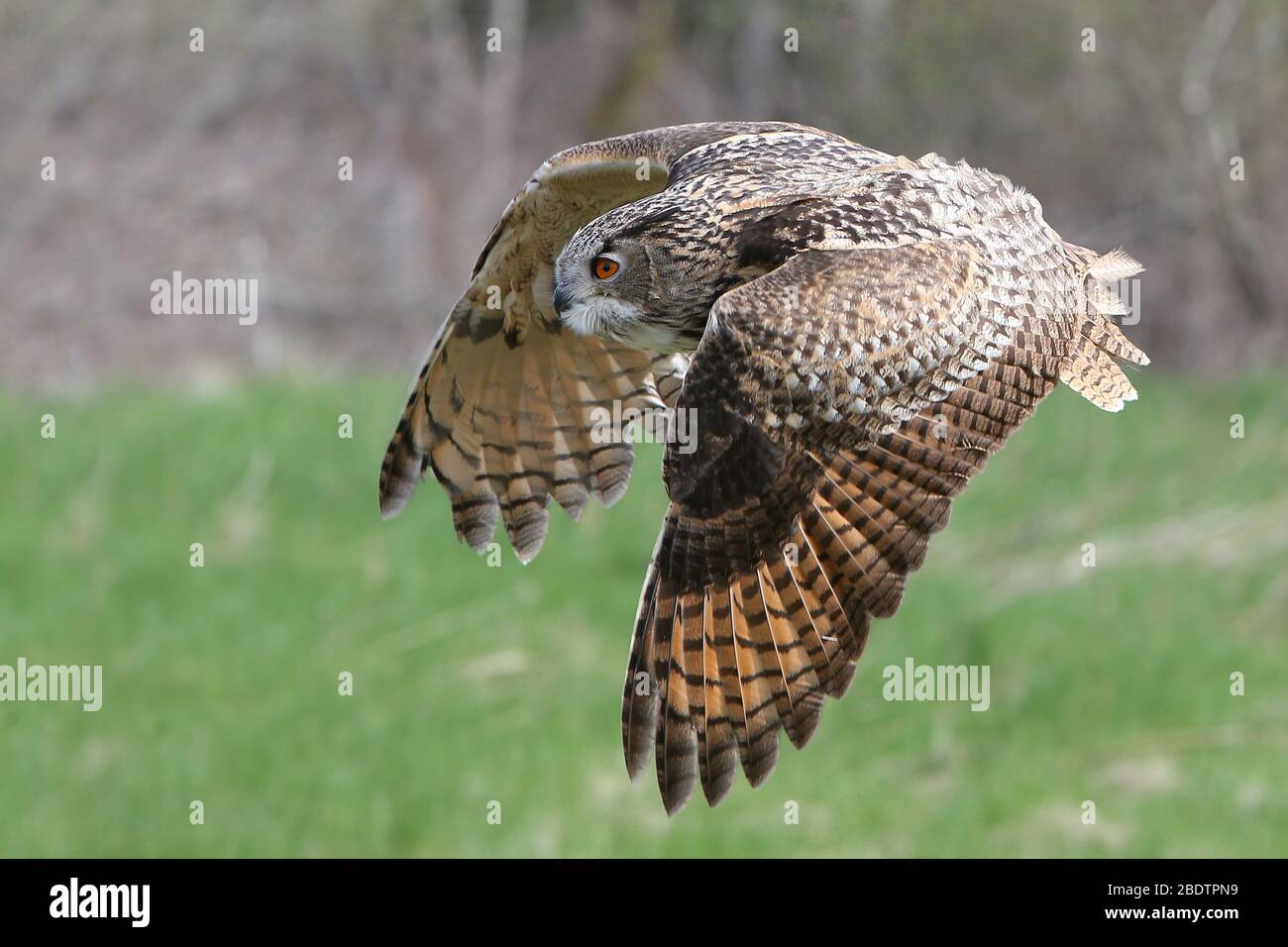La hibou eurasien de l'aigle à mi-vol Banque D'Images