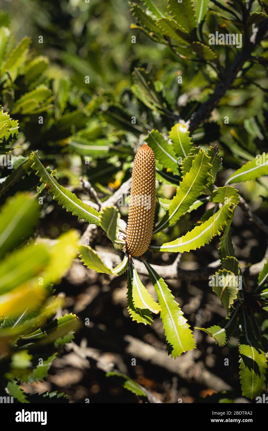 Banksia comme vu sur la promenade côtière du parc national de la Pointe Malabar. Banque D'Images