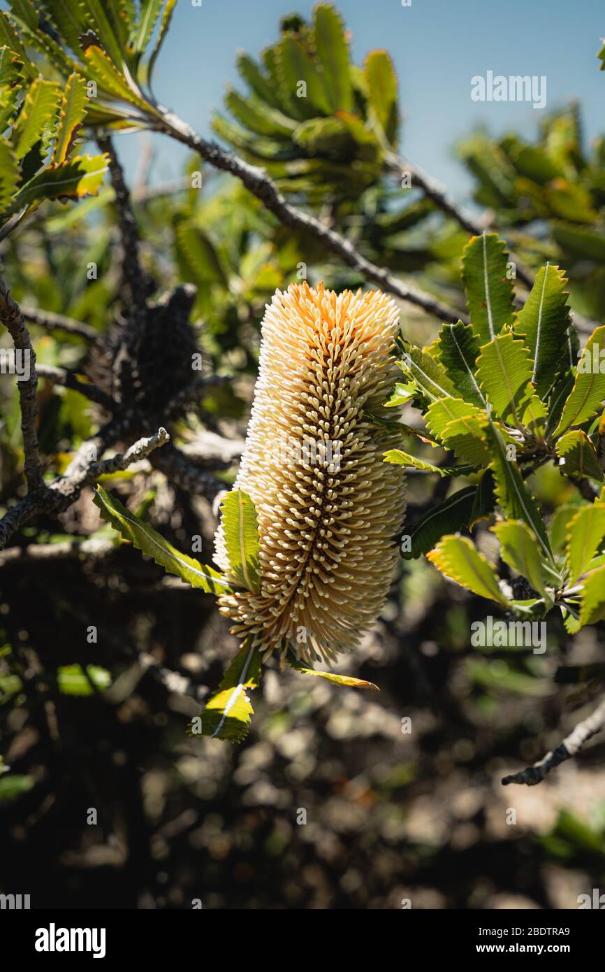 Banksia comme vu sur la promenade côtière du parc national de la Pointe Malabar. Banque D'Images