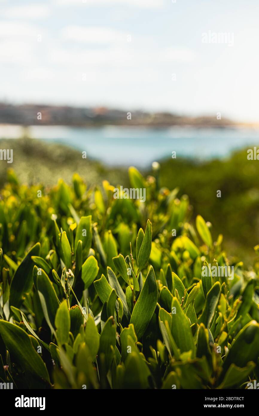 Gros plan détaillé de quelques arbustes côtiers sur la promenade côtière du parc national de Malabar Headland. Banque D'Images