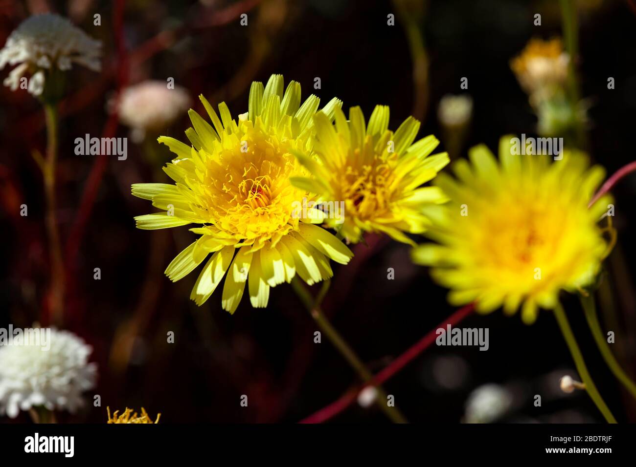 Deux pissenlits jaunes dans le désert d'Anza Borrego, en Californie du Sud. Banque D'Images