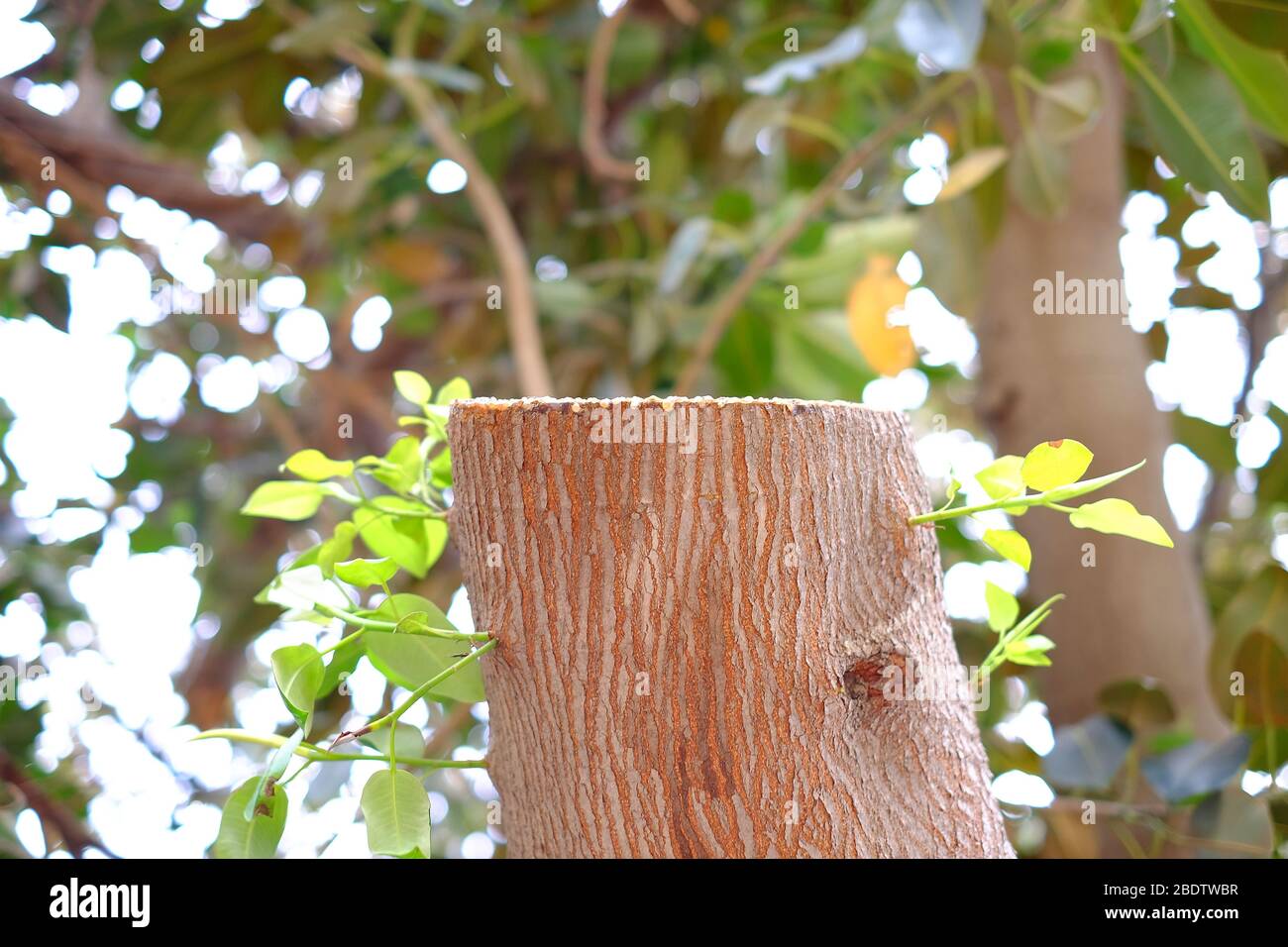 La souche d'une branche d'arbre, l'élagage et la tonte des arbres, le jardinage et l'aménagement paysager. Banque D'Images