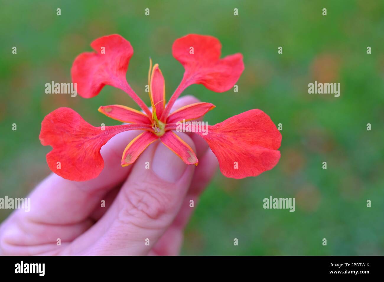Fleur ornementale de l'arbre de poinciana (Delonix regia), orange et rouge, vert doux fond naturel. Banque D'Images